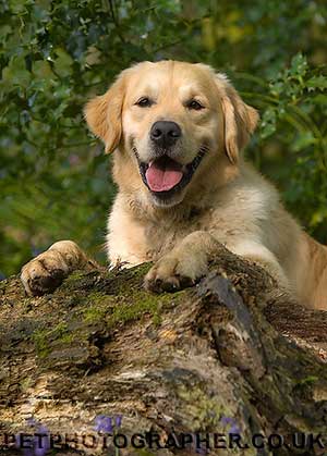 Golden Retriever Image