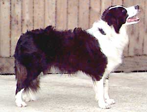 Border Collie, Cider posing