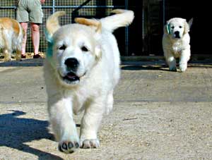 golden retriever puppies at 8 weeks old.