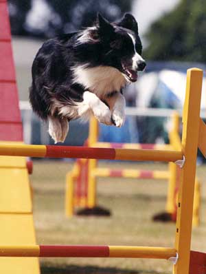 Dog Agility