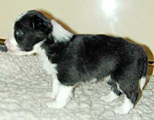 border collie puppy at 22 days, still unsteady  on her feet