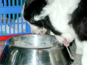 border collie pups first meal