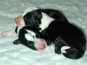 border collie puppies