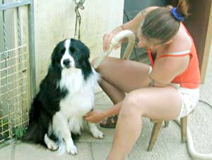 Border Collie and Golden Retriever Advice dog hair dryers