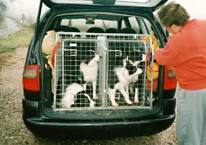 Border Collie and Golden Retriever Advice car cages