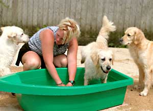 Border Collie and Golden Retrievers Toys and Games water games