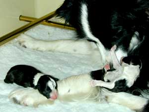 border collie puppy being washed