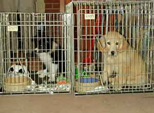 Border Collie and Golden Retriever Advice using a dog crate, cage or indoor kennel