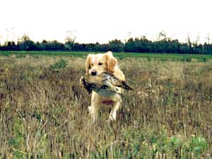 golden retreiver daisy retrieving a pheasant