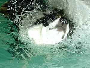 Border Collie Deborah shaking whilst swimming 