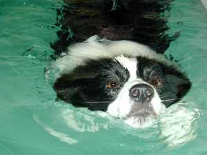 Border Collie Deborah swimming head on