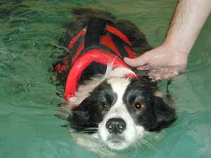 Border Collie Deborah swimming with lifejacket