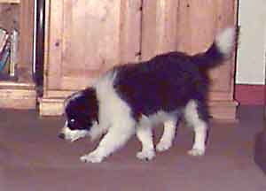 Border Collie Puppy Deborah sniffing around