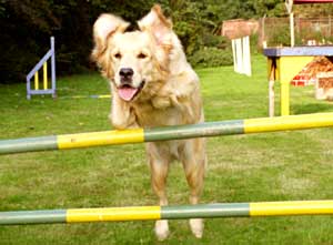 Dog Agility