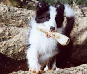 Border Collie and Golden Retrievers Toys and Games possession games