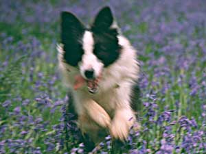 BORDER COLLIES AND EXERCISE