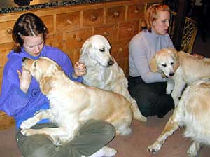 Golden Retrievers are happiest in the home