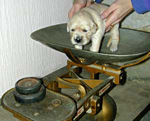 Golden Retriever puppy being weighed