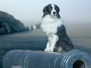 Border Collies Hercules - defender of the realm