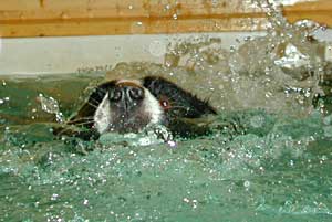 Border Collie Hercules Swimming