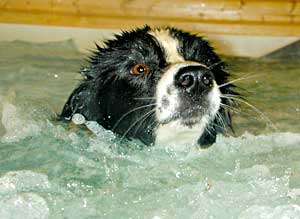 Border Collie Hercules Swimming with the jets on