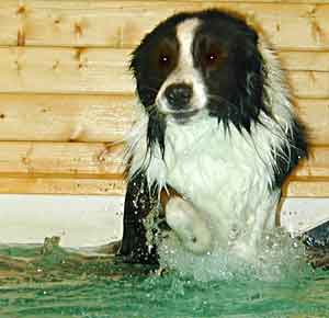 Border Collie Hercules jumping into the pool