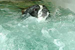 Border Collie Hercules Swimming  with the jets on higher