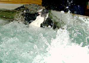 Border Collie Hercules Swimming  with the jets on full