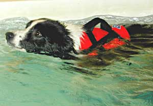 Border Collie Hercules Swimming in calm water