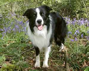Border Collies Hercules - In the bluebell wood