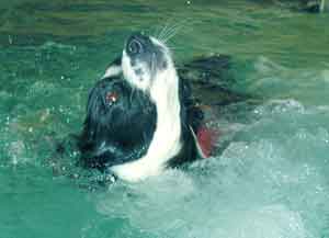 Au Pair Dog Carer Border Collie swimming