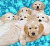 Pile of Puppies