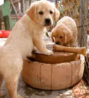 Golden Retriever Puppies at play