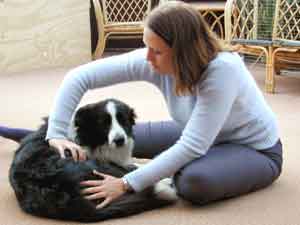 Au Pair Dog Carer Border Collie massaged by Jenny