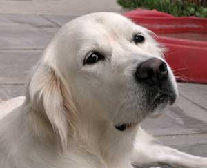 Golden Retriever Images