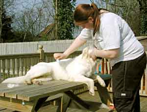 Border Collie and Golden Retriever Advice Sheets how to groom a golden retriever or border collie