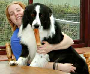 Border Collie Hercules with Lina 2