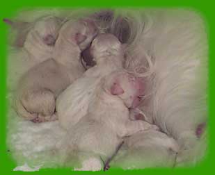 Magic's last litter in 1999 at 6 hours old.
