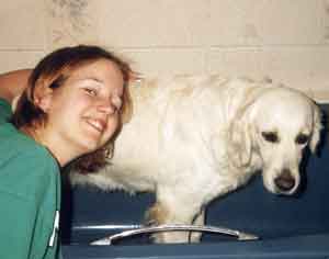 Au Pair Dog Carers Golden Retriever Lucy being bathed