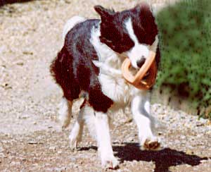 Border Collie and Golden Retrievers Toys and Games retrieve games