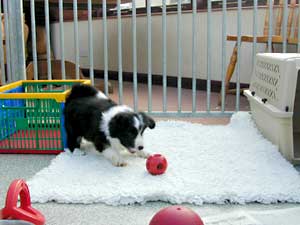 border collie pup at just 7 weeks