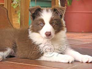 red border collie