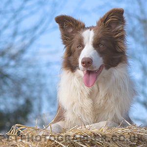 Red Border Collie 