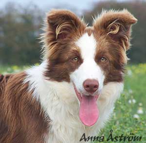 Brown Border Collie Images