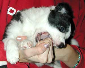 border collie pup biting