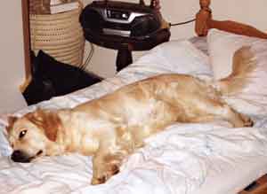 Au Pair Dog Carer Primrose  almost asleep on the bed