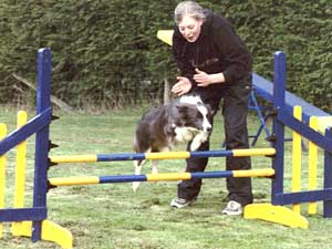 Dog Agility