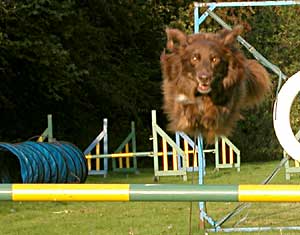 Dog Agility