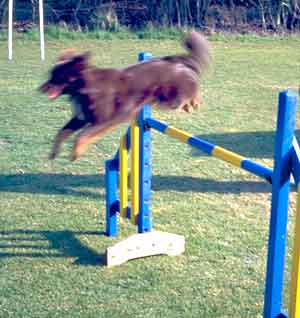 Au Pair Dog Carer Agility, rebekah jumping