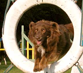 Dog Agility